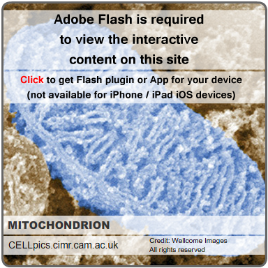 Get Adobe Flash player